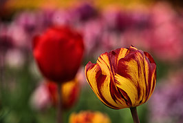 Bernhard Saalfeld - Tulpenpracht 2026 (9v9)